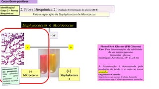 Staphylococcus e Micrococcus
2. Prova Bioquímica 2: Oxidação/Fermentação de glicose (O/F)
Para a separação de Staphylococcus de Micrococcus
+
-
- O/F
Identificação/
Etapa 2 – Provas
Bioquímicas:
(-)
Micrococcus
(+)
Staphylococcu
s
Micrococcus: não
são patogênicos.
Estão presentes
em vários
ambientes e
também no corpo
humano...
 
