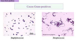 Staphylococcus Streptococcus
Cocos Gram-positivos
 