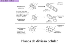 Planos da divisão celular
 