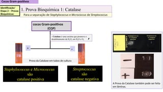 Staphylococcus e Micrococcus
são
catalase positiva
Streptococcus
são
catalase negativa
1. Prova Bioquímica 1: Catalase
Para a separação de Staphylococcus e Micrococcus de Streptococcus
cocos Gram-positivos
(CGP)
+ -
- Catalase é uma enzima que promove o
desdobramento da H2O2 em H2O e O2
A Prova da Catalase também pode ser feita
em lâminas.
Prova da Catalase em tubos de cultura
Identificação/
Etapa 2 – Provas
Bioquímicas:
 