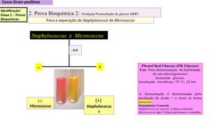 Staphylococcus e Micrococcus
2. Prova Bioquímica 2: Oxidação/Fermentação de glicose (O/F)
Para a separação de Staphylococcus de Micrococcus
+
-
- O/F
Identificação/
Etapa 2 – Provas
Bioquímicas:
(-)
Micrococcus
(+)
Staphylococcu
s
 