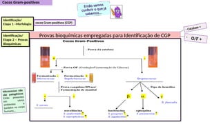 Provas bioquímicas empregadas para Identificação de CGP
Identificação/
Etapa 1 –Morfologia:
Identificação/
Etapa 2 – Provas
Bioquímicas:
Então vamos
Então vamos
conferir o que já
conferir o que já
sabemos...
sabemos...
Micrococcus: não
são patogênicos.
Estão presentes
em vários
ambientes e
também no corpo
humano...
cocos Gram-positivos (CGP)
- Catalase +
- O/F +
 