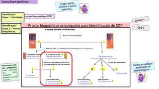 Provas bioquímicas empregadas para Identificação de CGP
Identificação/
Etapa 1 –Morfologia:
Identificação/
Etapa 2 – Provas
Bioquímicas:
Então vamos
Então vamos
conferir o que já
conferir o que já
sabemos...
sabemos...
Micrococcus: não
são patogênicos.
Estão presentes
em vários
ambientes e
também no corpo
humano...
cocos Gram-positivos (CGP)
- Catalase +
- O/F+
Vamos prosseguir
Vamos prosseguir
analisando os
analisando os
Staphylococcus
Staphylococcus ...
...
 