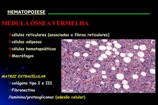 vcélulas reticulares (associadas a fibras reticulares)
vcélulas adiposas
vcélulas hematopoiéticas
vMacrófagos
MATRIZ EXTRACELULAR
vcolágeno tipo I e III
vFibronectina
/laminina/proteoglicanas (adesão celular)
MEDULA ÓSSEA VERMELHA
www.bluehistology.com
HEMATOPOIESE
 