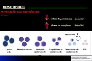 MATURAÇÃO DOS ERITRÓCITOS
≅ 7 dias
síntese de poliribosomas (basofilia)
síntese de hemoglobina (acidofilia)
HEMATOPOIESE
 