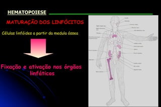 Células linfóides a partir da medula óssea
Fixação e ativação nos órgãos
linfáticos
MATURAÇÃO DOS LINFÓCITOS
HEMATOPOIESE
 