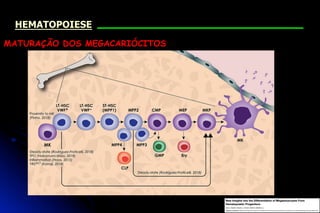 MATURAÇÃO DOS MEGACARIÓCITOS
HEMATOPOIESE
 