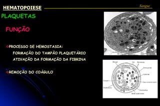 PLAQUETAS
FUNÇÃO
vPROCESSO DE HEMOSTASIA:
FORMAÇÃO DO TAMPÃO PLAQUETÁRIO
ATIVAÇÃO DA FORMAÇÃO DA FIBRINA
vREMOÇÃO DO COÁGULO
Sangue
HEMATOPOIESE
 