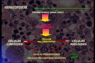 Células tronco (stem cells)
CÉLULAS
TOTIPOTENTES
CÉLULAS
MULTIPOTENTES
CÉLULAS
LINFÓIDES
CÉLULAS
MIELÓIDES
CÉLULAS PROGENITORAS
CÉLULAS PRECURSORAS (BLASTOS)
HEMATOPOIESE
 