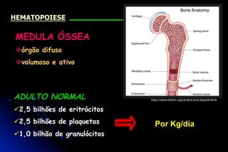 MEDULA ÓSSEA
vórgão difuso
vvolumoso e ativo
ADULTO NORMAL
ü2,5 bilhões de eritrócitos
ü2,5 bilhões de plaquetas
ü1,0 bilhão de granulócitos
Por Kg/dia
HEMATOPOIESE
https://www.bidmc.org/centers-and-departments
 