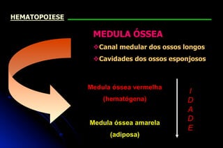 MEDULA ÓSSEA
vCanal medular dos ossos longos
vCavidades dos ossos esponjosos
Medula óssea vermelha
(hematógena)
Medula óssea amarela
(adiposa)
I
D
A
D
E
HEMATOPOIESE
 