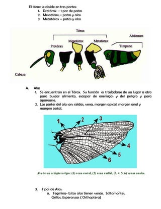 El tórax se divide en tres partes:
1. Protórax - 1 par de patas
2. Mesotórax – patas y alas
3. Metatórax – patas y alas
A. Alas
1. Se encuentran en el Tórax. Su función es trasladarse de un lugar a otro
para buscar alimento, escapar de enemigos y del peligro y para
aparearse.
2. Las partes del ala son: celdas, vena, margen apical, margen anal y
margen costal.
Ala de un ortóptero tipo: (1) vena costal, (2) vena radial, (3, 4, 5, 6) venas anales.
3. Tipos de Alas:
a. Tegmina- Estas alas tienen venas. Saltamontes,
Grillos, Esperanzas ( Orthoptera)
 