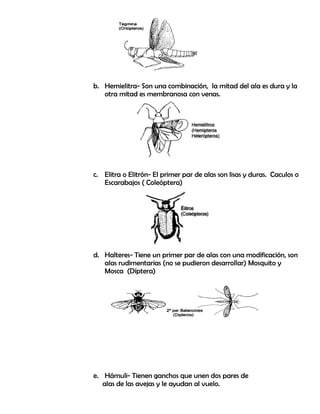b. Hemielitra- Son una combinación, la mitad del ala es dura y la
otra mitad es membranosa con venas.
c. Elitra o Elitrón- El primer par de alas son lisas y duras. Caculos o
Escarabajos ( Coleóptera)
d. Halteres- Tiene un primer par de alas con una modificación, son
alas rudimentarias (no se pudieron desarrollar) Mosquito y
Mosca (Díptera)
e. Hámuli- Tienen ganchos que unen dos pares de
alas de las avejas y le ayudan al vuelo.
 