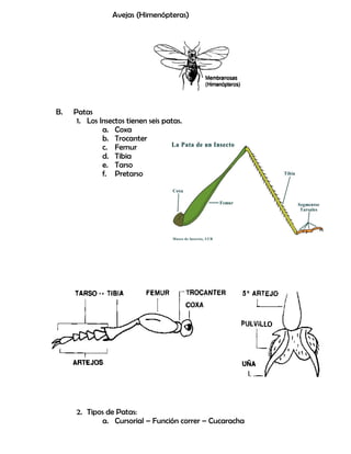 Avejas (Himenópteras)
B. Patas
1. Los Insectos tienen seis patas.
a. Coxa
b. Trocanter
c. Femur
d. Tibia
e. Tarso
f. Pretarso
2. Tipos de Patas:
a. Cursorial – Función correr – Cucaracha
 