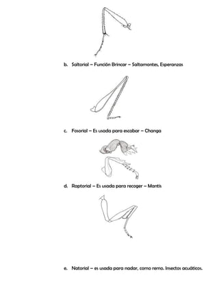 b. Saltorial – Función Brincar – Saltamontes, Esperanzas
c. Fosorial – Es usada para escabar – Changa
d. Raptorial – Es usada para recoger – Mantis
e. Natorial – es usada para nadar, como remo. Insectos acuáticos.
 
