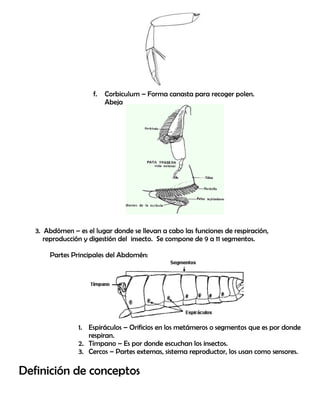 f. Corbiculum – Forma canasta para recoger polen.
Abeja
3. Abdómen – es el lugar donde se llevan a cabo las funciones de respiración,
reproducción y digestión del insecto. Se compone de 9 a 11 segmentos.
Partes Principales del Abdomén:
1. Espiráculos – Orificios en los metámeros o segmentos que es por donde
respiran.
2. Tímpano – Es por donde escuchan los insectos.
3. Cercos – Partes externas, sistema reproductor, los usan como sensores.
Definición de conceptos
 