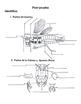 Post-prueba
Identifica:
 