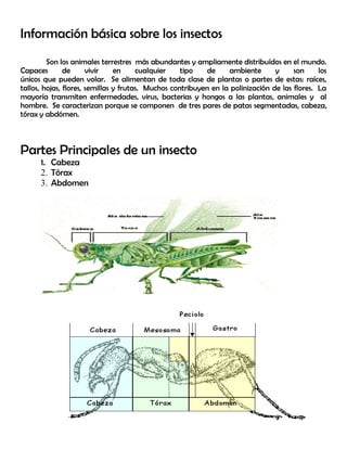 Información básica sobre los insectos
Son los animales terrestres más abundantes y ampliamente distribuídos en el mundo.
Capaces de vivir en cualquier tipo de ambiente y son los
únicos que pueden volar. Se alimentan de toda clase de plantas o partes de estas: raíces,
tallos, hojas, flores, semillas y frutas. Muchos contribuyen en la polinización de las flores. La
mayoría transmiten enfermedades, virus, bacterias y hongos a las plantas, animales y al
hombre. Se caracterizan porque se componen de tres pares de patas segmentadas, cabeza,
tórax y abdómen.
Partes Principales de un insecto
1. Cabeza
2. Tórax
3. Abdomen
 