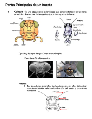 Partes Principales de un insecto
1. Cabeza – Es una cápsula dura esclerotizada que comprende todos las funciones
sensoriales. Se compone de tres partes: ojos, antenas y aparato bucal.
Ojos: Hay dos tipos de ojos: Compuestos y Simples
Ejemplo de Ojos Compuestos
Antenas:
1. Son estructuras sensoriales. Sus funciones son: oír, oler, determinar
cambio en presión, velocidad y dirección del viento y cambio en
humedad.
 