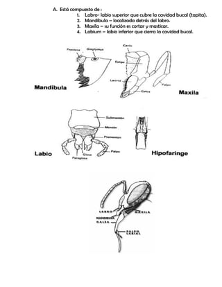 A. Está compuesto de :
1. Labro- labio superior que cubre la cavidad bucal (tapita).
2. Mandíbula – localizada detrás del labro.
3. Maxíla – su función es cortar y masticar.
4. Labium – labio inferior que cierra la cavidad bucal.
 