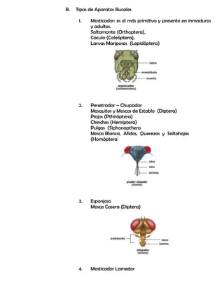 B. Tipos de Aparatos Bucales
1. Masticador: es el más primitivo y presente en inmaduros
y adultos.
Saltamonte (Orthoptera),
Caculo (Coleóptera),
Larvas Mariposas (Lepidóptera)
2. Penetrador – Chupador
Mosquitos y Moscas de Establo (Diptera)
Piojos (Pthiráptera)
Chinches (Hemíptera)
Pulgas (Siphonapthera
Mosca Blanca, Afidos, Querezas y Saltahojas
(Homóptera)
3. Esponjoso
Mosca Casera (Diptera)
4. Masticador Lamedor
 
