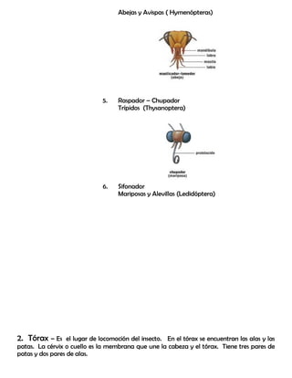 Abejas y Avispas ( Hymenópteras)
5. Raspador – Chupador
Trípidos (Thysanoptera)
6. Sifonador
Mariposas y Alevillas (Ledidóptera)
2. Tórax – Es el lugar de locomoción del insecto. En el tórax se encuentran las alas y las
patas. La cérvix o cuello es la membrana que une la cabeza y el tórax. Tiene tres pares de
patas y dos pares de alas.
 