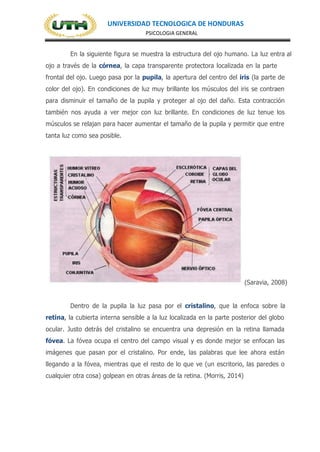 UNIVERSIDAD TECNOLOGICA DE HONDURAS
PSICOLOGIA GENERAL
En la siguiente figura se muestra la estructura del ojo humano. La luz entra al
ojo a través de la córnea, la capa transparente protectora localizada en la parte
frontal del ojo. Luego pasa por la pupila, la apertura del centro del iris (la parte de
color del ojo). En condiciones de luz muy brillante los músculos del iris se contraen
para disminuir el tamaño de la pupila y proteger al ojo del daño. Esta contracción
también nos ayuda a ver mejor con luz brillante. En condiciones de luz tenue los
músculos se relajan para hacer aumentar el tamaño de la pupila y permitir que entre
tanta luz como sea posible.
(Saravia, 2008)
Dentro de la pupila la luz pasa por el cristalino, que la enfoca sobre la
retina, la cubierta interna sensible a la luz localizada en la parte posterior del globo
ocular. Justo detrás del cristalino se encuentra una depresión en la retina llamada
fóvea. La fóvea ocupa el centro del campo visual y es donde mejor se enfocan las
imágenes que pasan por el cristalino. Por ende, las palabras que lee ahora están
llegando a la fóvea, mientras que el resto de lo que ve (un escritorio, las paredes o
cualquier otra cosa) golpean en otras áreas de la retina. (Morris, 2014)
 