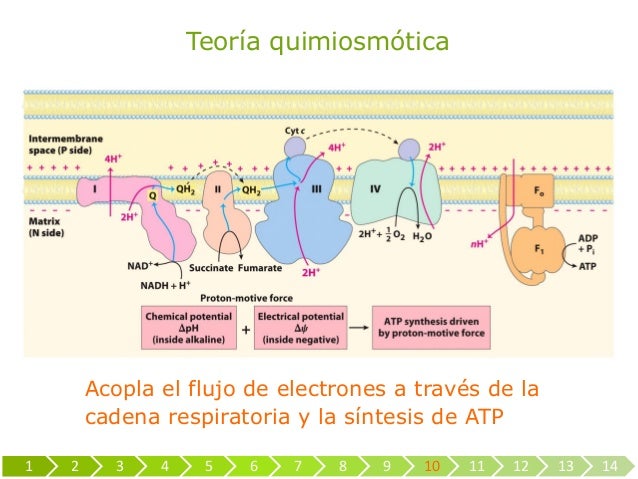 Descubre la Teoría Quimiosmótica: Explicación Sencilla y Completa_teoria_online Teoria quimiosmotica_teoria_online