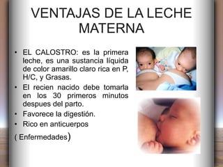VENTAJAS DE LA LECHE MATERNA EL CALOSTRO: es la primera leche, es una sustancia líquida de color amarillo claro rica en P, H/C, y Grasas. El recien nacido debe tomarla en los 30 primeros minutos despues del parto. Favorece la digestión. Rico en anticuerpos  ( Enfermedades ) 