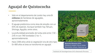 740
toneladas
Aguajal de Quistococha
• Sólo en el departamento de Loreto hay unos 5
millones de hectáreas de aguajales,
aproximadamente.
• El aguaje predomina como área de estudio con un
65% de especies. Aunque también hay Tahuarí,
Shiringa, Agujillo, entre otros.
• La profundidad promedio de turba está entre 1.92 –
2.45 m con 740 toneladas C ha−1,
aproximadamente.
• Hace 2300 años atrás la vegetación era de otro tipo.
En 400 años el área se transformó en aguajal.
Mauritia flexuosa 65%
Tababuia insignis, Hevea nítida
Mauritiella armata, Fabaceae sp
Instituto de Investigaciones de la Amazonía Peruana
 