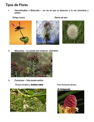 Tipos de Flores
1. Hermafroditas o Bisexuales – son las en que se observan a la vez estambres y
pistilos.
Ortiga mansa Diente de león
2. Masculinas – es cuando solo encierran estambres.
3. Femeninas – Solo poseen pistilos.
Chayote de México, Sechium edule Flores femeninas del pino
(P. halepensis)
 