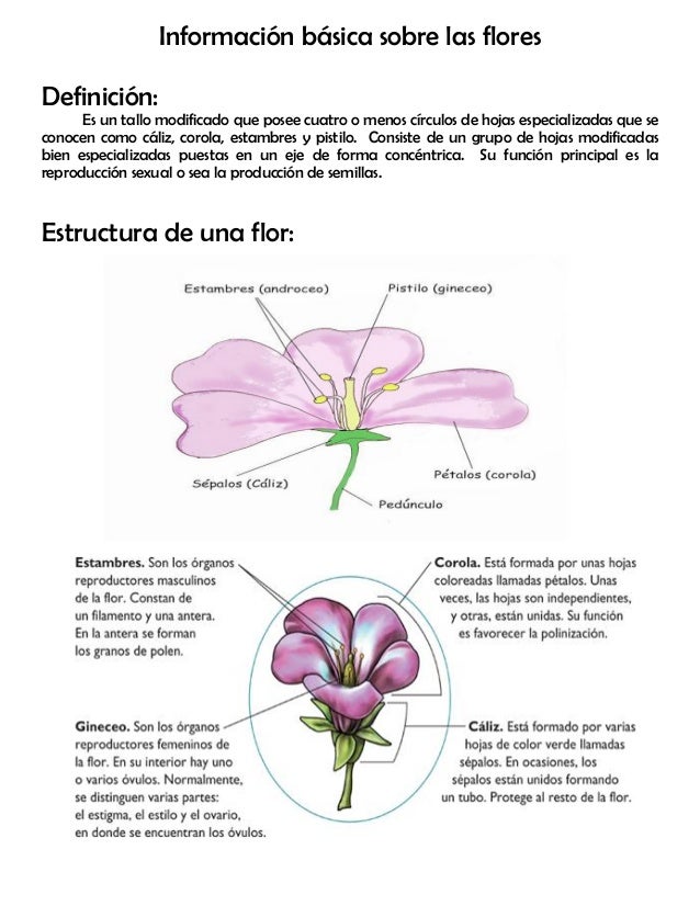 Modulo 3 la flor