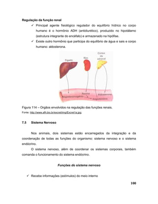 100
Regulação da função renal
 Principal agente fisiológico regulador do equilíbrio hídrico no corpo
humano é o hormônio ADH (antidiurético), produzido no hipotálamo
(estrutura integrante do encéfalo) e armazenado na hipófise.
 Existe outro hormônio que participa do equilíbrio de água e sais e corpo
humano: aldosterona.
Figura 114 – Orgãos envolvidos na regulação das funções renais.
Fonte: http://www.afh.bio.br/excret/img/Excret1a.jpg;
7.5 Sistema Nervoso
Nos animais, dois sistemas estão encarregados da integração e da
coordenação de todas as funções do organismo: sistema nervoso e o sistema
endócrino.
O sistema nervoso, além de coordenar os sistemas corporais, também
comanda o funcionamento do sistema endócrino.
Funções do sistema nervoso
 Recebe informações (estímulos) do meio interno
 