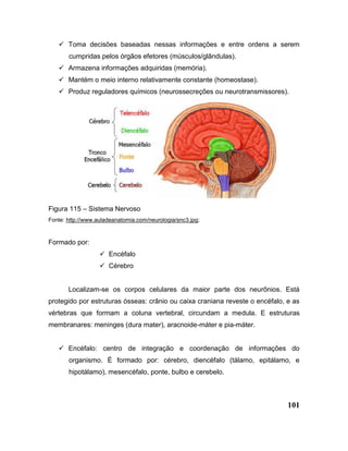 101
 Toma decisões baseadas nessas informações e entre ordens a serem
cumpridas pelos órgãos efetores (músculos/glândulas).
 Armazena informações adquiridas (memória).
 Mantém o meio interno relativamente constante (homeostase).
 Produz reguladores químicos (neurossecreções ou neurotransmissores).
Figura 115 – Sistema Nervoso
Fonte: http://www.auladeanatomia.com/neurologia/snc3.jpg;
Formado por:
 Encéfalo
 Cérebro
Localizam-se os corpos celulares da maior parte dos neurônios. Está
protegido por estruturas ósseas: crânio ou caixa craniana reveste o encéfalo, e as
vértebras que formam a coluna vertebral, circundam a medula. E estruturas
membranares: meninges (dura mater), aracnoide-máter e pia-máter.
 Encéfalo: centro de integração e coordenação de informações do
organismo. É formado por: cérebro, diencéfalo (tálamo, epitálamo, e
hipotálamo), mesencéfalo, ponte, bulbo e cerebelo.
 
