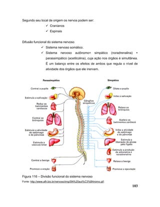 103
Segundo seu local de origem os nervos podem ser:
 Cranianos
 Espinais
Difusão funcional do sistema nervoso
 Sistema nervoso somático.
 Sistema nervoso autônomo= simpático (noradrenalina) +
parassimpático (acetilcolina), cuja ação nos órgãos é simultânea.
É um balanço entre os efeitos de ambos que regula o nível de
atividade dos órgãos que ele inervam.
Figura 116 – Divisão funcional do sistema nervoso
Fonte: http://www.afh.bio.br/nervoso/img/SN%20aut%C3%B4nomo.gif;
 