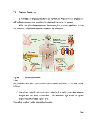 104
7.6 Sistema Endócrino
É formado por órgãos produtores de hormônios. Alguns desses órgãos são
glândulas endócrinas que secretam hormônios diretamente no sangue.
Além das glândulas endócrinas, diversos órgãos, como o hipotálamo, o timo
e o pâncreas, apresentam células secretoras de hormônios.
Figura 117 – Sistema endócrino
Fonte:
http://mundoeducacao.bol.uol.com.br/upload/conteudo_legenda/39990e63e775531f016e4c1d9d99
2d7b.jpg;
 Hormônios: substâncias produzidas pelos órgãos endócrinos e lançadas no
sangue em pequenas quantidades. Cada hormônio age sobre os órgãos
específicos chamados órgãos alvo.
Exemplos: insulina (a.a) e esteroides (lipídios)
 