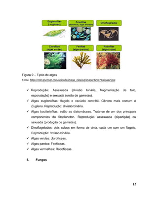 12
Figura 9 – Tipos de algas
Fonte: https://cdn.goconqr.com/uploads/image_clipping/image/125977/algas2.jpg;
 Reprodução: Assexuada (divisão binária, fragmentação de talo,
esporulação) e sexuada (união de gametas).
 Algas euglenófitas: flagelo e vacúolo contrátil. Gênero mais comum é
Euglena. Reprodução: divisão binária.
 Algas bacilariófitas: estão as diatomáceas. Trata-se de um dos principais
componentes do fitoplâncton. Reprodução assexuada (bipartição) ou
sexuada (produção de gametas).
 Dinoflagelados: dois sulcos em forma de cinta, cada um com um flagelo.
Reprodução: divisão binária.
 Algas verdes: clorofíceas.
 Algas pardas: Feofíceas.
 Algas vermelhas: Rodofíceas.
5. Fungos
 