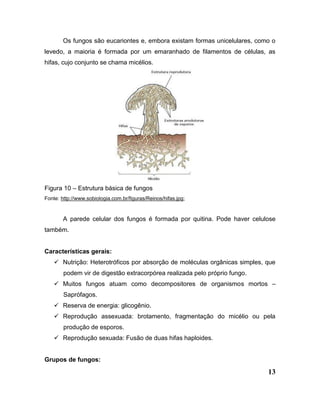13
Os fungos são eucariontes e, embora existam formas unicelulares, como o
levedo, a maioria é formada por um emaranhado de filamentos de células, as
hifas, cujo conjunto se chama micélios.
Figura 10 – Estrutura básica de fungos
Fonte: http://www.sobiologia.com.br/figuras/Reinos/hifas.jpg;
A parede celular dos fungos é formada por quitina. Pode haver celulose
também.
Características gerais:
 Nutrição: Heterotróficos por absorção de moléculas orgânicas simples, que
podem vir de digestão extracorpórea realizada pelo próprio fungo.
 Muitos fungos atuam como decompositores de organismos mortos –
Saprófagos.
 Reserva de energia: glicogênio.
 Reprodução assexuada: brotamento, fragmentação do micélio ou pela
produção de esporos.
 Reprodução sexuada: Fusão de duas hifas haploides.
Grupos de fungos:
 