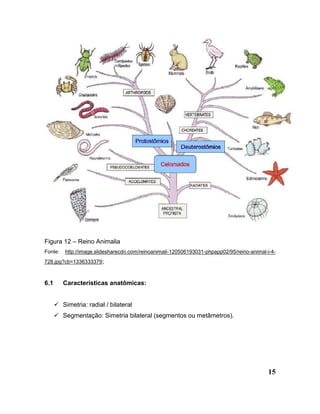 15
Figura 12 – Reino Animalia
Fonte: http://image.slidesharecdn.com/reinoanimali-120506193031-phpapp02/95/reino-animal-i-4-
728.jpg?cb=1336333379;
6.1 Características anatômicas:
 Simetria: radial / bilateral
 Segmentação: Simetria bilateral (segmentos ou metâmetros).
 