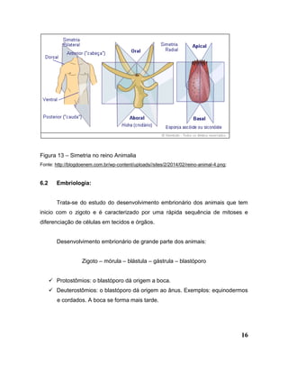 16
Figura 13 – Simetria no reino Animalia
Fonte: http://blogdoenem.com.br/wp-content/uploads//sites/2/2014/02/reino-animal-4.png;
6.2 Embriologia:
Trata-se do estudo do desenvolvimento embrionário dos animais que tem
inicio com o zigoto e é caracterizado por uma rápida sequência de mitoses e
diferenciação de células em tecidos e órgãos.
Desenvolvimento embrionário de grande parte dos animais:
Zigoto – mórula – blástula – gástrula – blastóporo
 Protostômios: o blastóporo dá origem a boca.
 Deuterostômios: o blastóporo dá origem ao ânus. Exemplos: equinodermos
e cordados. A boca se forma mais tarde.
 