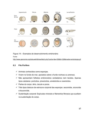 17
Figura 14 – Exemplos de desenvolvimento embrionário
Fonte:
http://www.geonomia.org/dokuwiki/lib/exe/fetch.php?cache=&w=556&h=328&media=embriologia.gif
6.3 Filo Porifera
 Animais conhecidos como esponjas.
 Vivem no fundo do mar, apoiados sobre o fundo rochoso ou arenoso.
 Não apresentam folhetos embrionários verdadeiros nem tecidos. Apenas
tipos celulares: porócitos, pinacócitos, amebócitos e coanócitos.
 Partes do corpo: átrio, ósculo e poros.
 Três tipos básicos de estrutura corporal das esponjas: asconóide, siconoíde
e leuconoíde.
 Sustentação corporal: Espículas minerais e filamentos fibrosos que auxiliam
na sustentação do corpo.
 