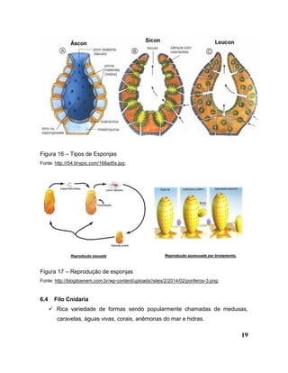 19
Figura 16 – Tipos de Esponjas
Fonte: http://i54.tinypic.com/168ad5s.jpg;
Figura 17 – Reprodução de esponjas
Fonte: http://blogdoenem.com.br/wp-content/uploads//sites/2/2014/02/poriferos-3.png;
6.4 Filo Cnidaria
 Rica variedade de formas sendo popularmente chamadas de medusas,
caravelas, águas vivas, corais, anêmonas do mar e hidras.
 