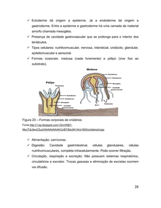 21
 Ectoderme dá origem a epiderme. Já a endoderme dá origem a
gastroderme. Entre a epiderme e gastroderme há uma camada de material
amorfo chamada mesogléia.
 Presença de cavidade gastrovascular que se prolonga para o interior dos
tentáculos.
 Tipos celulares: nutritivomuscular, nervosa, intersticial, cnidócito, glandular,
epiteliomuscular e sensorial.
 Formas corporais: medusa (nada livremente) e pólipo (vive fixo ao
substrato).
Figura 20 – Formas corporais de cnidários
Fonte:http://1.bp.blogspot.com/-CknVKBY-
Nkc/TdL8evCZuzI/AAAAAAAAACs/B7rBzc841iA/s1600/cnidarios4.jpg;
 Alimentação: carnívoras.
 Digestão: Cavidade gastrintestinal, células glandulares, células
nutritivomusculares, completa intracelularmente. Pode ocorrer filtração.
 Circulação, respiração e excreção: Não possuem sistemas respiratórios,
circulatórios e excretor. Trocas gasosas e eliminação de excretas ocorrem
via difusão.
 