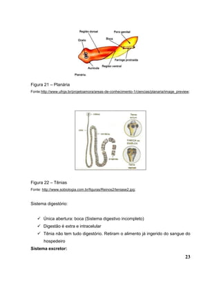 23
Figura 21 – Planária
Fonte:http://www.ufrgs.br/projetoamora/areas-de-conhecimento-1/ciencias/planaria/image_preview;
Figura 22 – Tênias
Fonte: http://www.sobiologia.com.br/figuras/Reinos2/teniase2.jpg;
Sistema digestório:
 Única abertura: boca (Sistema digestivo incompleto)
 Digestão é extra e intracelular
 Tênia não tem tudo digestório. Retiram o alimento já ingerido do sangue do
hospedeiro
Sistema excretor:
 