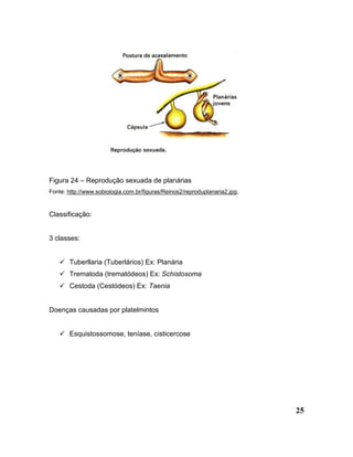 25
Figura 24 – Reprodução sexuada de planárias
Fonte: http://www.sobiologia.com.br/figuras/Reinos2/reproduplanaria2.jpg;
Classificação:
3 classes:
 Tuberllaria (Tuberlários) Ex: Planária
 Trematoda (trematódeos) Ex: Schistosoma
 Cestoda (Cestódeos) Ex: Taenia
Doenças causadas por platelmintos
 Esquistossomose, teníase, cisticercose
 