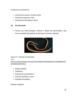 27
3 espécies de Schistosoma
 Schistosoma mansoni: América Latina
 Schistosoma japonium: Ásia
 Schistosoma haematobum: África
6.6 Filo Nematoda
 Vermes com corpo alongado, cilíndrico e afilado nas extremidades. Vida
livre ou parasitas (causadores de doenças em animais e plantas).
Figura 27 – Exemplo de Nematoda
Fonte:
https://encryptedtbn3.gstatic.com/images?q=tbn:ANd9GcTnNCfN3gfBxmkQrTnY3zNQIE8Qj4UVID
0WuQ3hf32cEOZ9F56kvQ;
 Simetria bilateral
 Triblásticos
 Presença de pseudoceloma
 Cutícula revestindo o corpo
 Esqueleto hidrostático
Nutrição e digestão
 