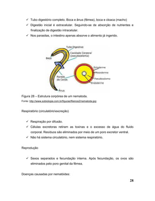 28
 Tubo digestório completo. Boca e ânus (fêmea), boca e cloaca (macho)
 Digestão inicial é extracelular. Seguindo-se de absorção de nutrientes e
finalização de digestão intracelular.
 Nos parasitas, o intestino apenas absorve o alimento já ingerido.
Figura 28 – Estrutura corpórea de um nematoda.
Fonte: http://www.sobiologia.com.br/figuras/Reinos2/nematoda.jpg;
Respiratório (circulatórioexcreção)
 Respiração por difusão.
 Células excretoras retiram as toxinas e o excesso de água do fluido
corporal. Resíduos são eliminados por meio de um poro excretor ventral.
 Não há sistema circulatório, nem sistema respiratório.
Reprodução
 Sexos separados e fecundação interna. Após fecundação, os ovos são
eliminados pelo poro genital da fêmea.
Doenças causadas por nematóides:
 