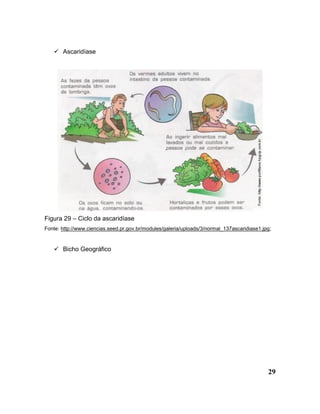 29
 Ascaridíase
Figura 29 – Ciclo da ascaridíase
Fonte: http://www.ciencias.seed.pr.gov.br/modules/galeria/uploads/3/normal_137ascaridiase1.jpg;
 Bicho Geográfico
 
