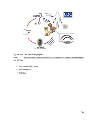 30
Figura 30 – Ciclo do bicho geográfico
Fonte: http://static.tuasaude.com/img/posts/2015/02/5e98f9d255255e5f4213195f3206b6a8-
640_427.jpeg;
 Oxiurose-Enterobíase
 Ancilostomose
 Filariose
 