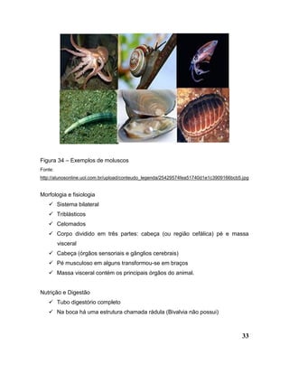 33
Figura 34 – Exemplos de moluscos
Fonte:
http://alunosonline.uol.com.br/upload/conteudo_legenda/25429574fea51740d1e1c3909166bcb5.jpg
Morfologia e fisiologia
 Sistema bilateral
 Triblásticos
 Celomados
 Corpo dividido em três partes: cabeça (ou região cefálica) pé e massa
visceral
 Cabeça (órgãos sensoriais e gânglios cerebrais)
 Pé musculoso em alguns transformou-se em braços
 Massa visceral contém os principais órgãos do animal.
Nutrição e Digestão
 Tubo digestório completo
 Na boca há uma estrutura chamada rádula (Bivalvia não possui)
 